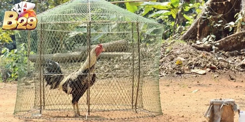 Khám phá cửa cược Wala bùng nổ